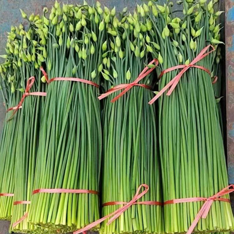 精品韭莱苔大量有货了，基地直发，电商供货。