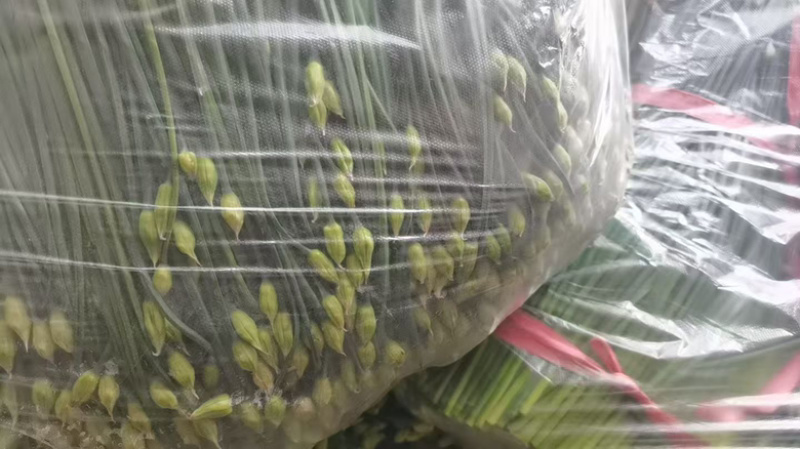 精品韭莱苔大量有货了，基地直发，电商供货。