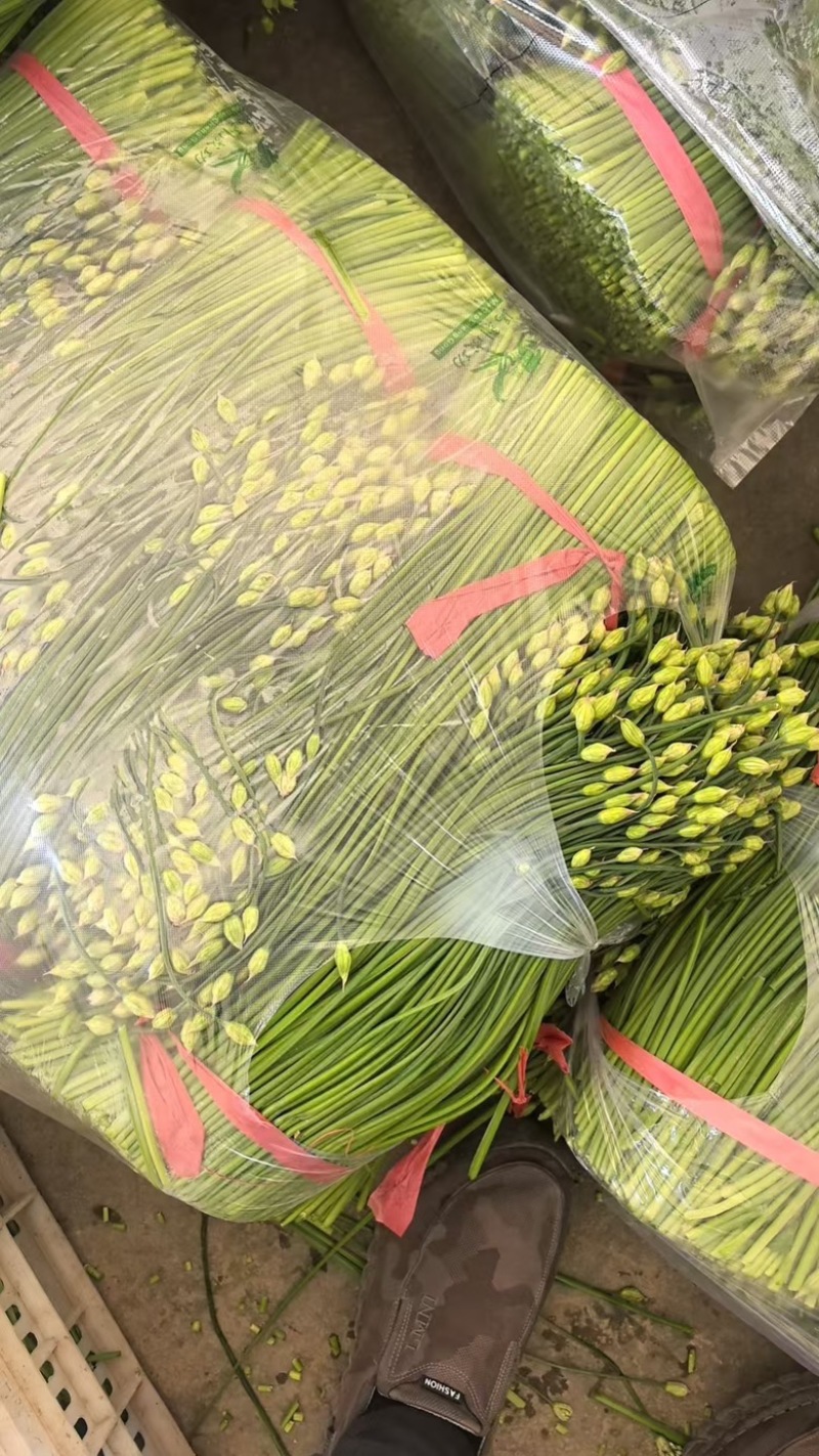 精品韭莱苔大量有货了，基地直发，电商供货。