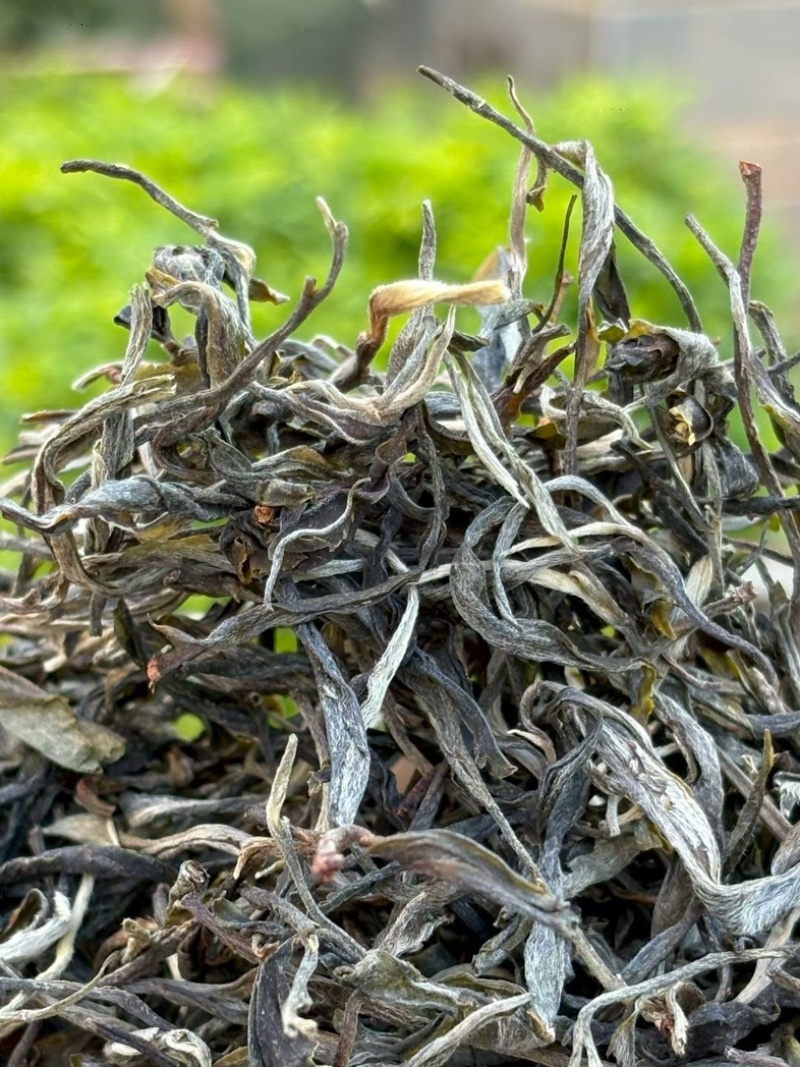 2026年春茶邦东古树普洱茶