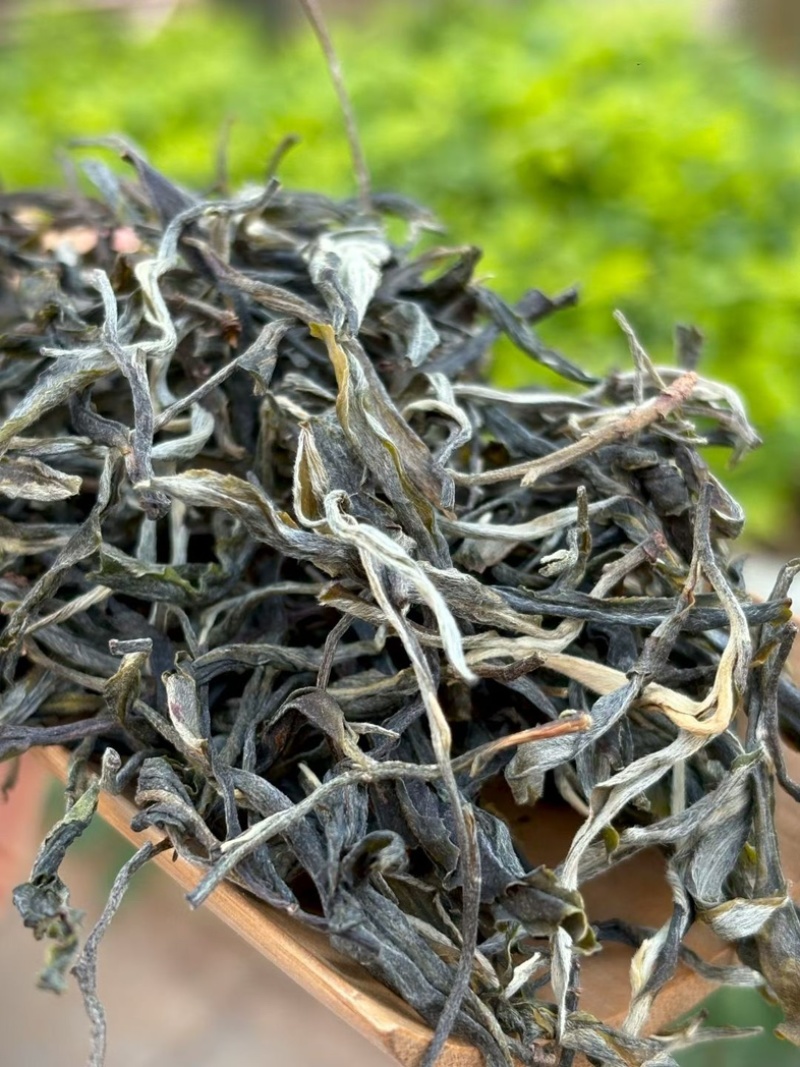 2026年春茶邦东古树普洱茶