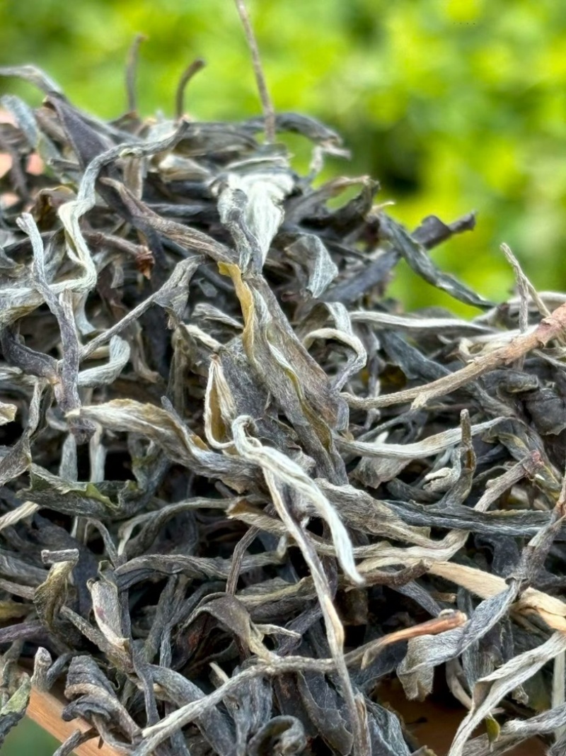2026年春茶邦东古树普洱茶