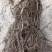 黑老虎根（过山风、钻骨风），正品、特级，药食同源