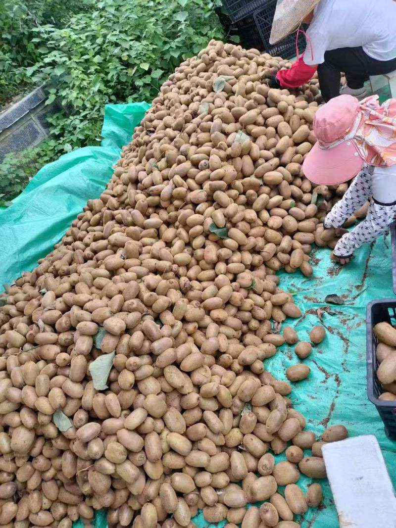 绿心猕猴桃电商社区团购超市批发产地直销