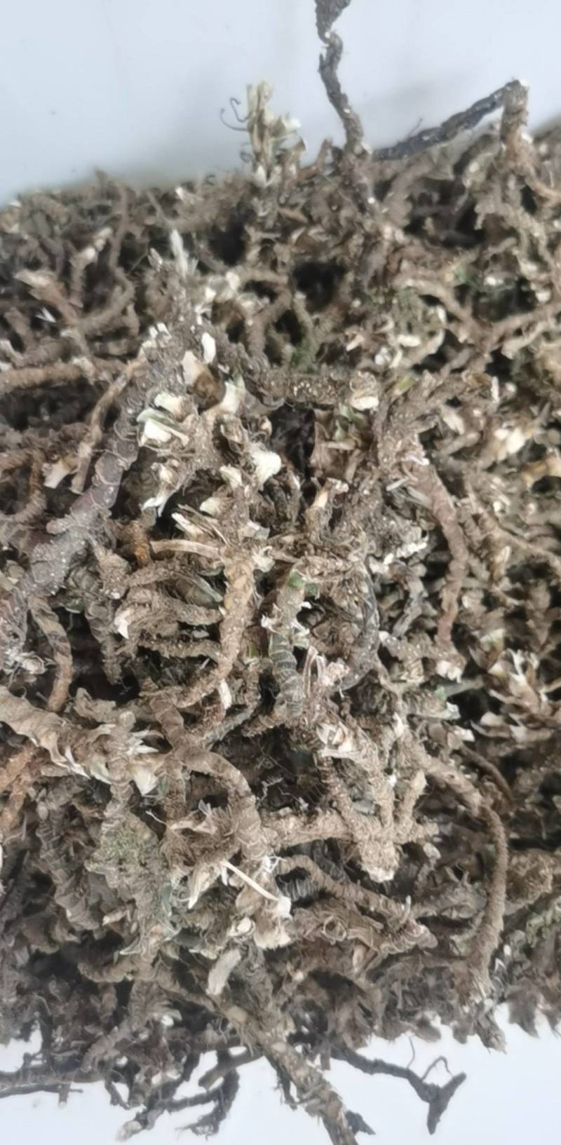 大别山纯野生石菖蒲，纯生态***有机好药。