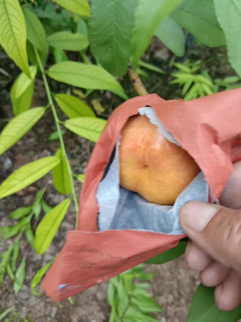 路地紫霞油蟠桃大量现货有需要的联系我