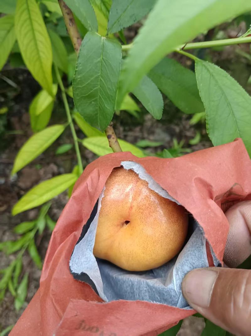 路地紫霞油蟠桃大量现货有需要的联系我
