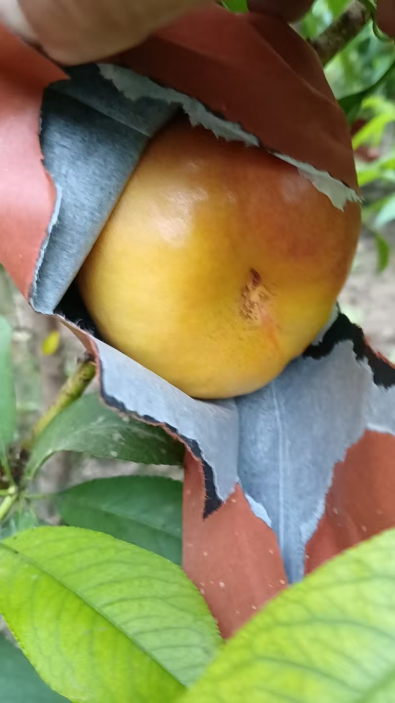 路地紫霞油蟠桃大量现货有需要的联系我