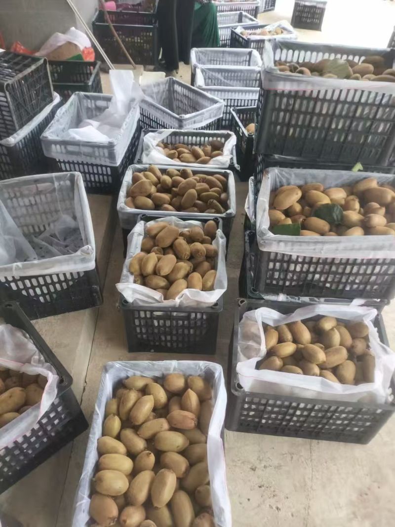 猕猴桃大量购应价格美丽产地直发