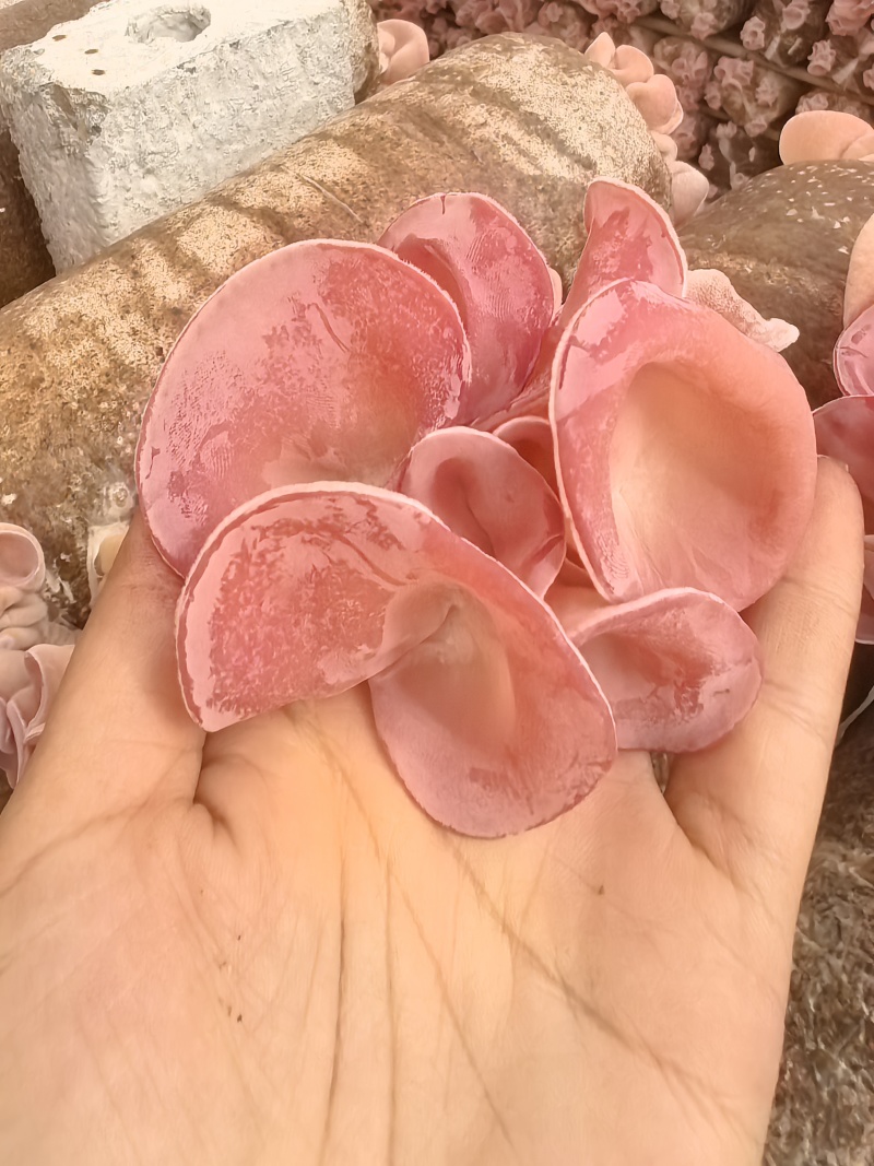 产地直供优质粉木耳（贵妃耳），耳片厚实颜色粉嫩、口感脆嫩
