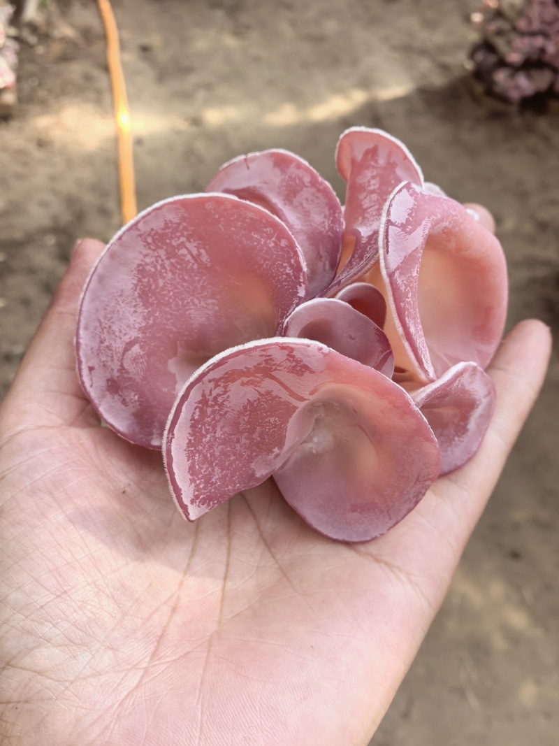 产地直供优质粉木耳（贵妃耳），耳片厚实颜色粉嫩、口感脆嫩