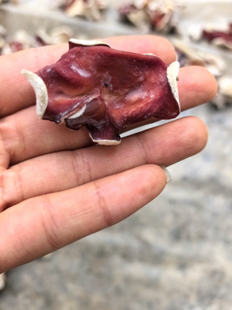 产地直供优质粉木耳（贵妃耳），耳片厚实颜色粉嫩、口感脆嫩