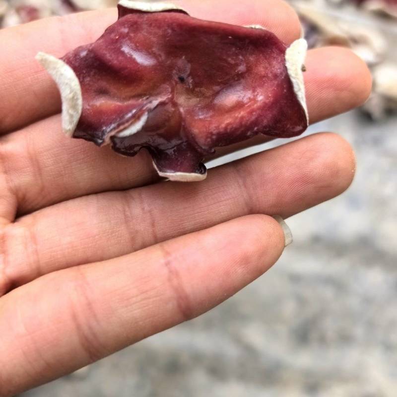 产地直供优质粉木耳（贵妃耳），耳片厚实颜色粉嫩、口感脆嫩
