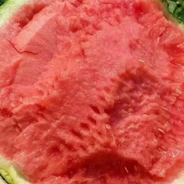 夏邑无籽西瓜美都麒麟品种齐全对接商超团购电商一条龙服务