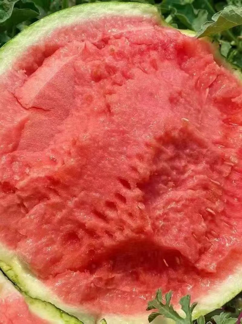 夏邑无籽西瓜美都麒麟品种齐全对接商超团购电商一条龙服务