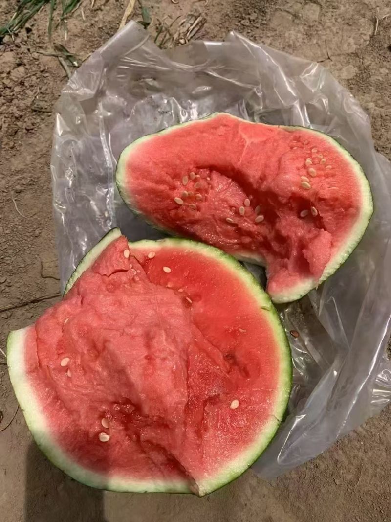 夏邑无籽西瓜美都麒麟品种齐全对接商超团购电商一条龙服务