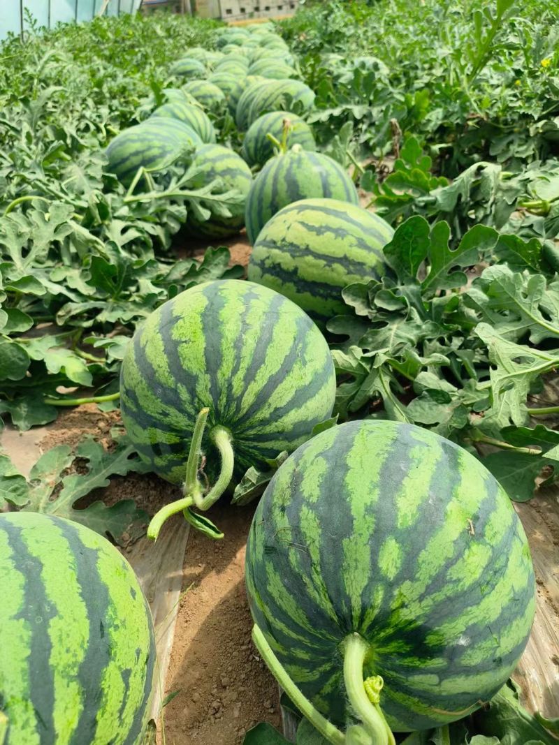 夏邑无籽西瓜美都麒麟品种齐全对接商超团购电商一条龙服务