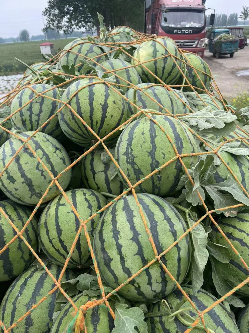 夏邑无籽西瓜美都麒麟品种齐全对接商超团购电商一条龙服务