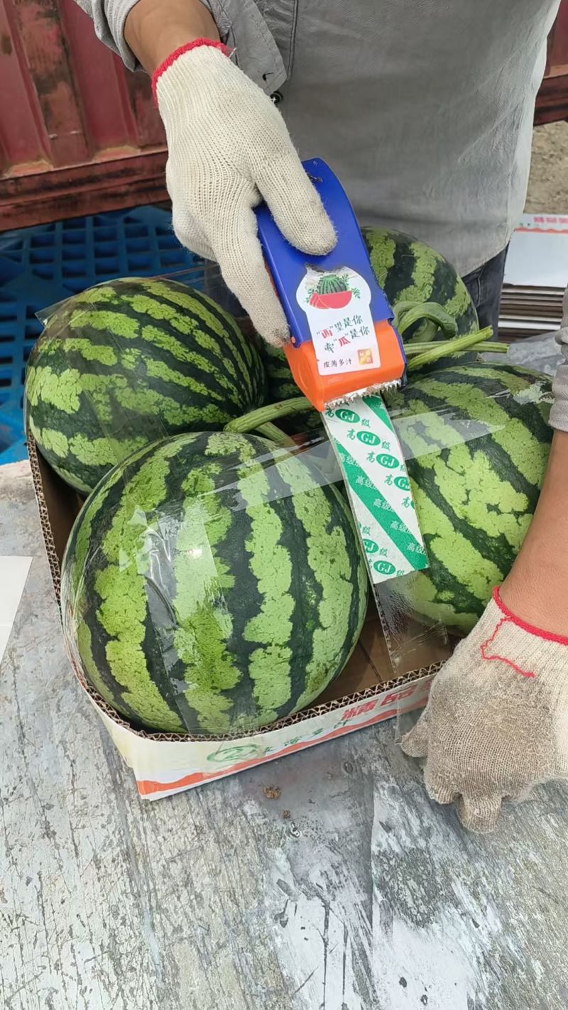 夏邑无籽西瓜美都麒麟品种齐全对接商超团购电商一条龙服务