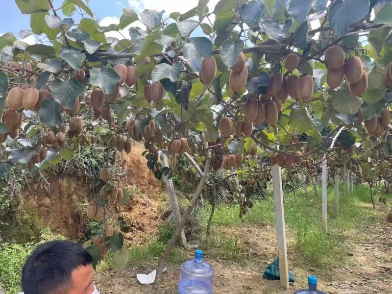 猕猴桃/绿心猕猴桃现摘现发品质优基地直供可视频看货欢迎
