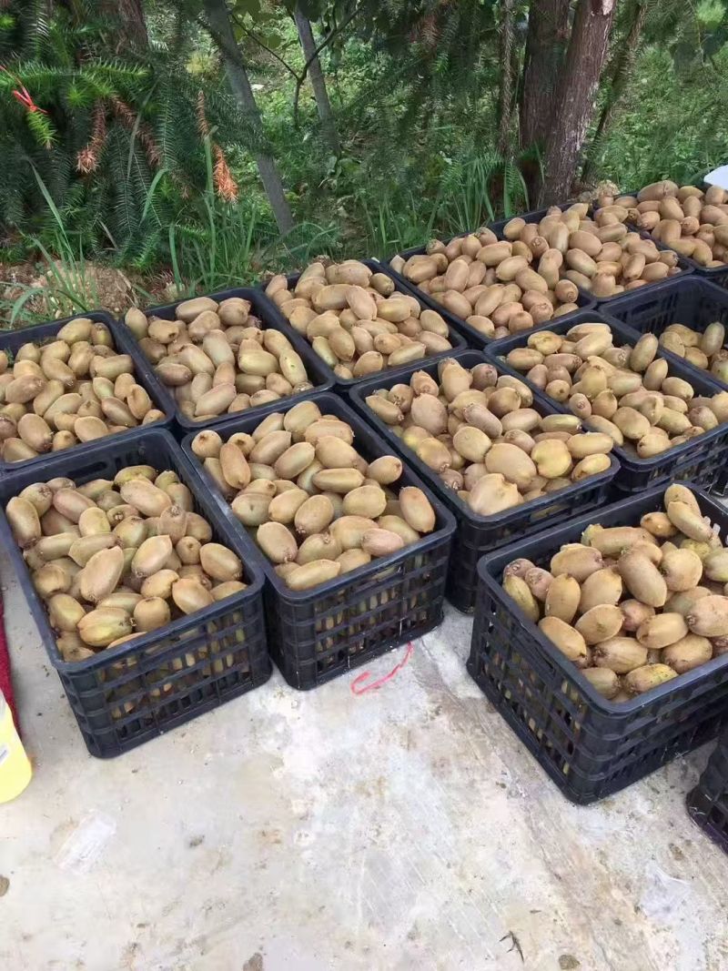 猕猴桃/绿心猕猴桃现摘现发品质优基地直供可视频看货欢迎