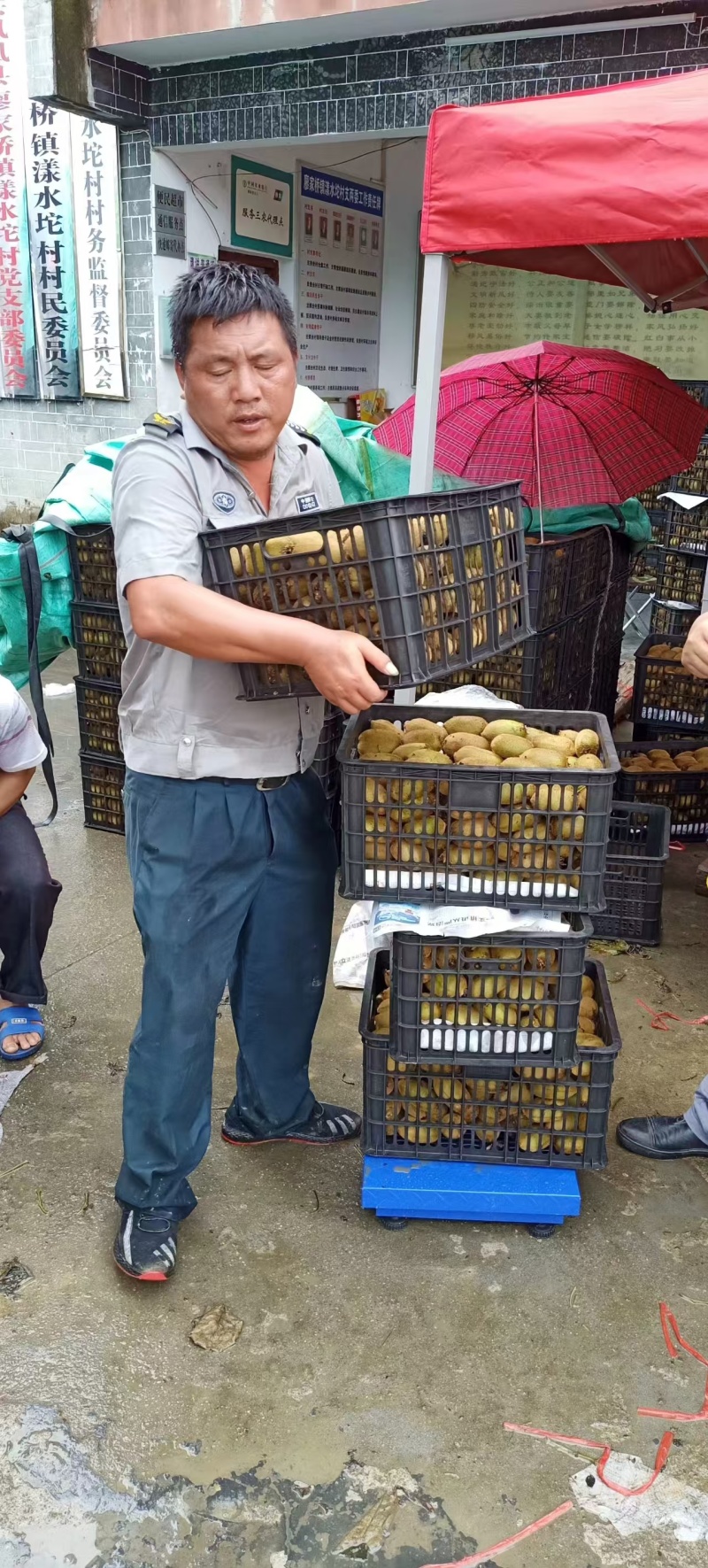 猕猴桃/绿心猕猴桃现摘现发品质优基地直供可视频看货欢迎
