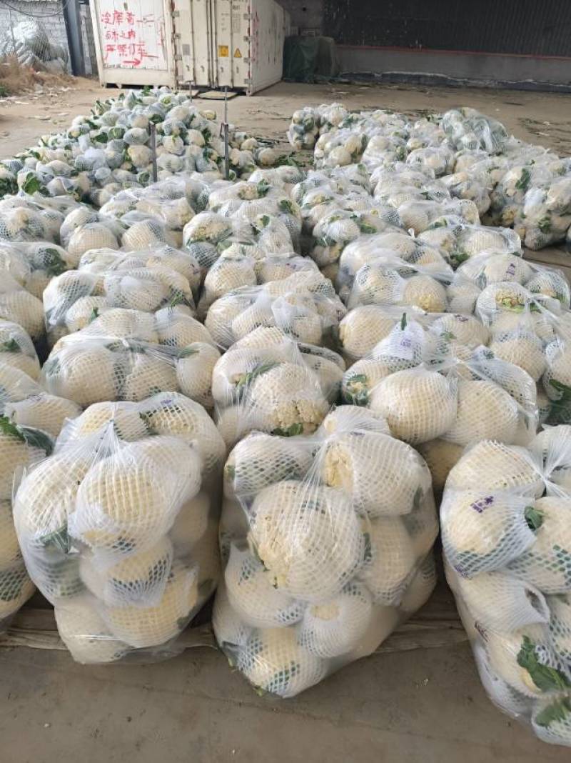 青枝白面花菜大量上市，食堂工厂速度来。今日上车价0.46斤