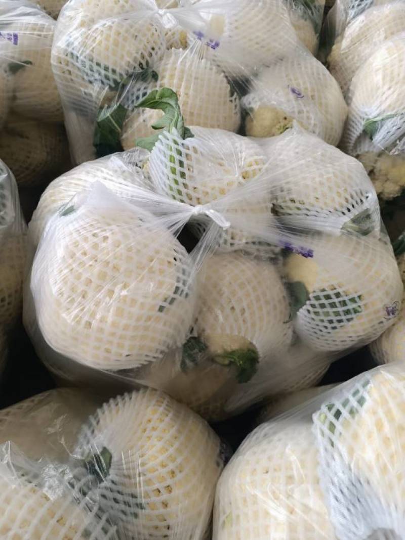青枝白面花菜大量上市，食堂工厂速度来。今日上车价0.46斤