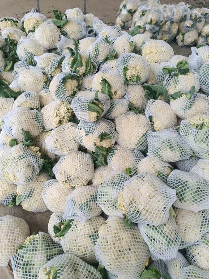 青枝白面花菜大量上市，食堂工厂速度来。今日上车价0.46斤