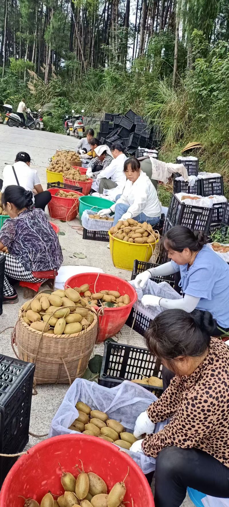 湘西富硒米粮一号绿心猕猴桃产地直发电商直播社区团