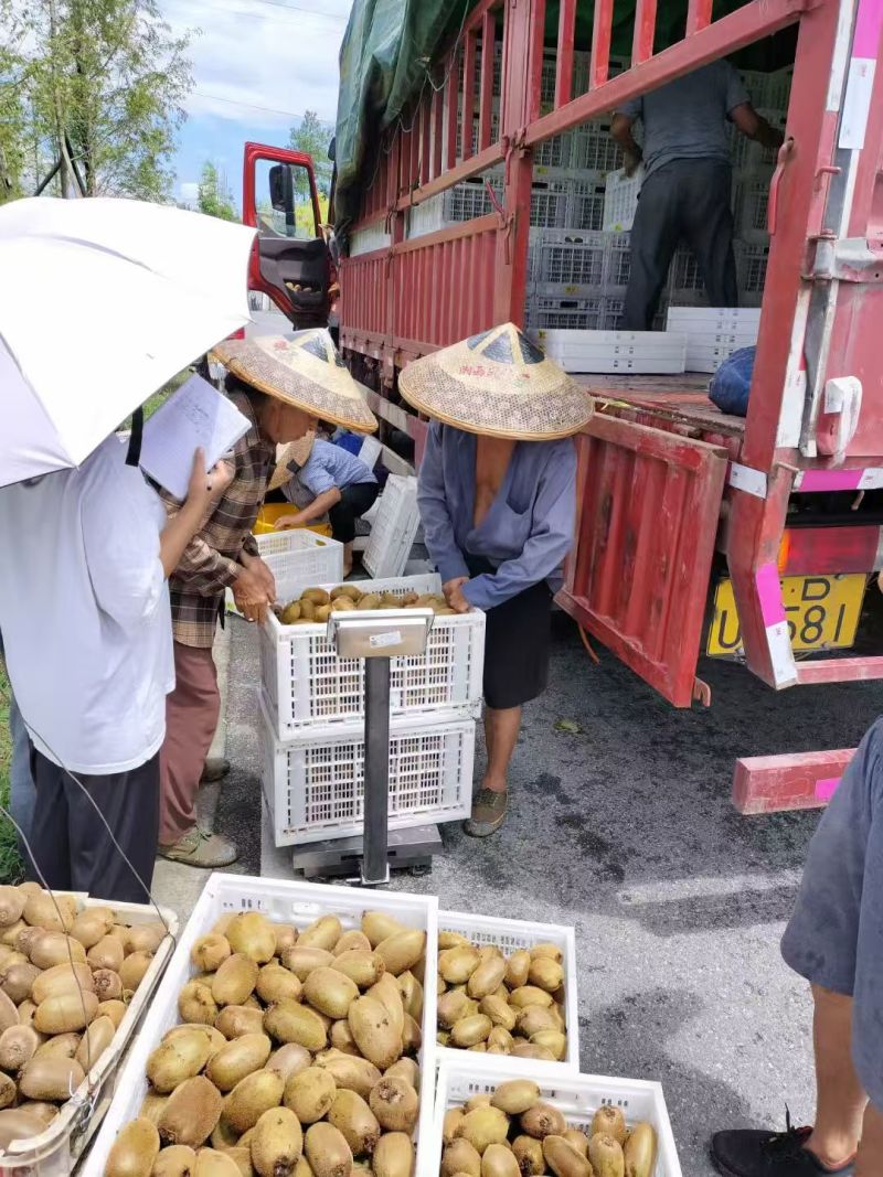 湖南湘西绿心猕猴桃/米粮一号货源充足供全国商超欢迎咨