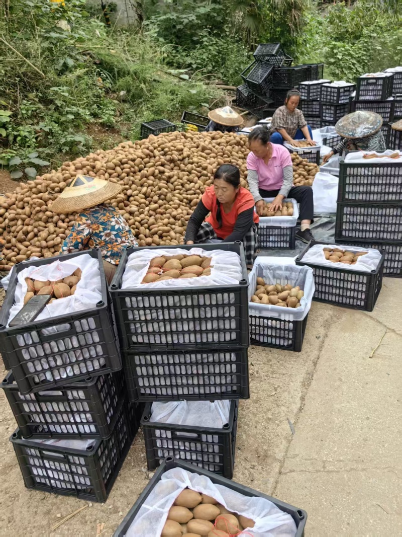 湖南湘西绿心猕猴桃/米粮一号货源充足供全国商超欢迎咨