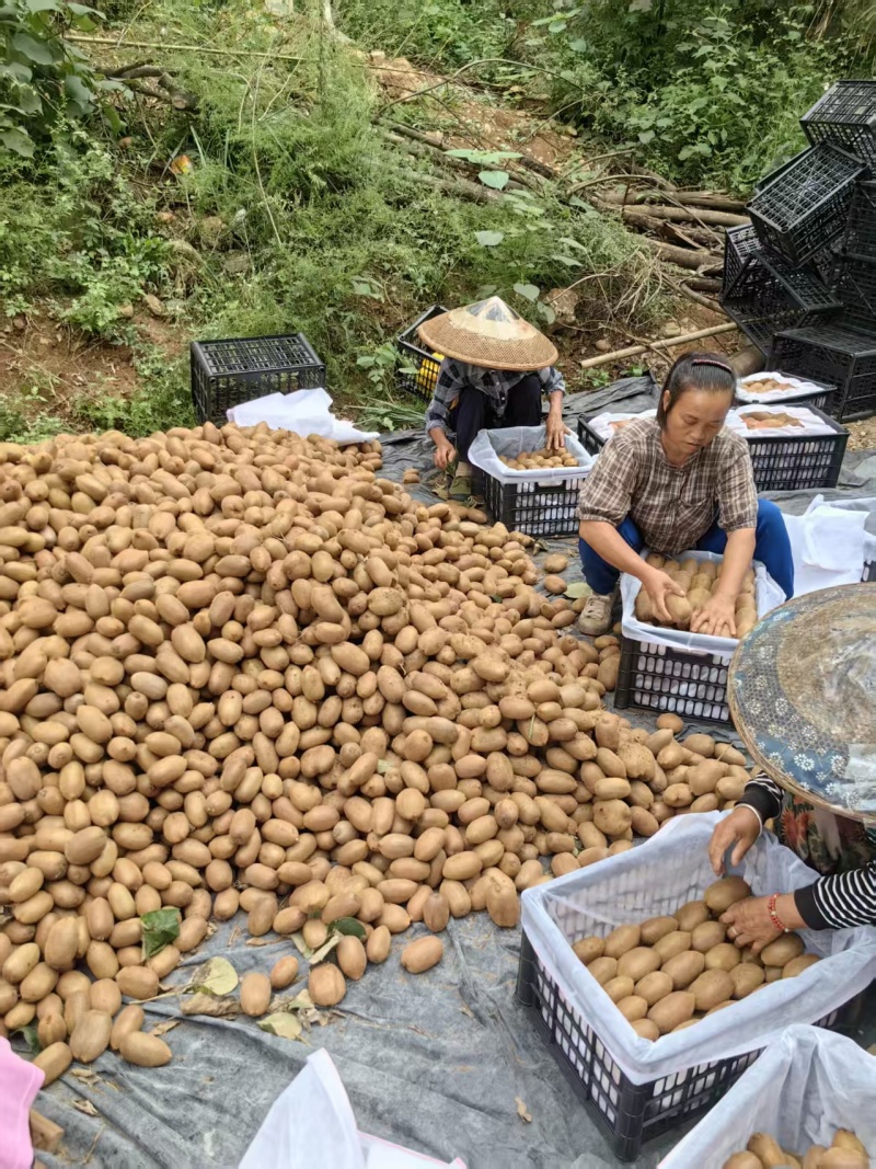 湖南湘西绿心猕猴桃/米粮一号货源充足供全国商超欢迎咨