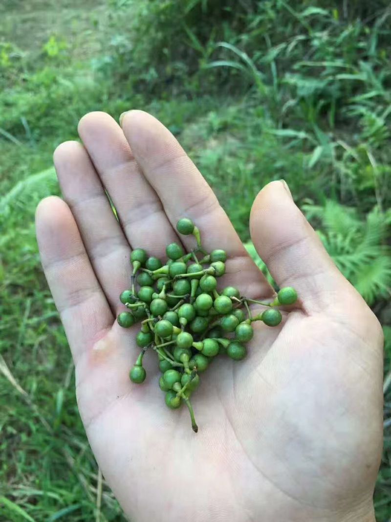 广西木姜子山胡椒云南山苍籽贵州木姜子酱香料现摘现发新鲜木
