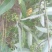 广西木姜子山胡椒云南山苍籽贵州木姜子酱香料现摘现发新鲜木