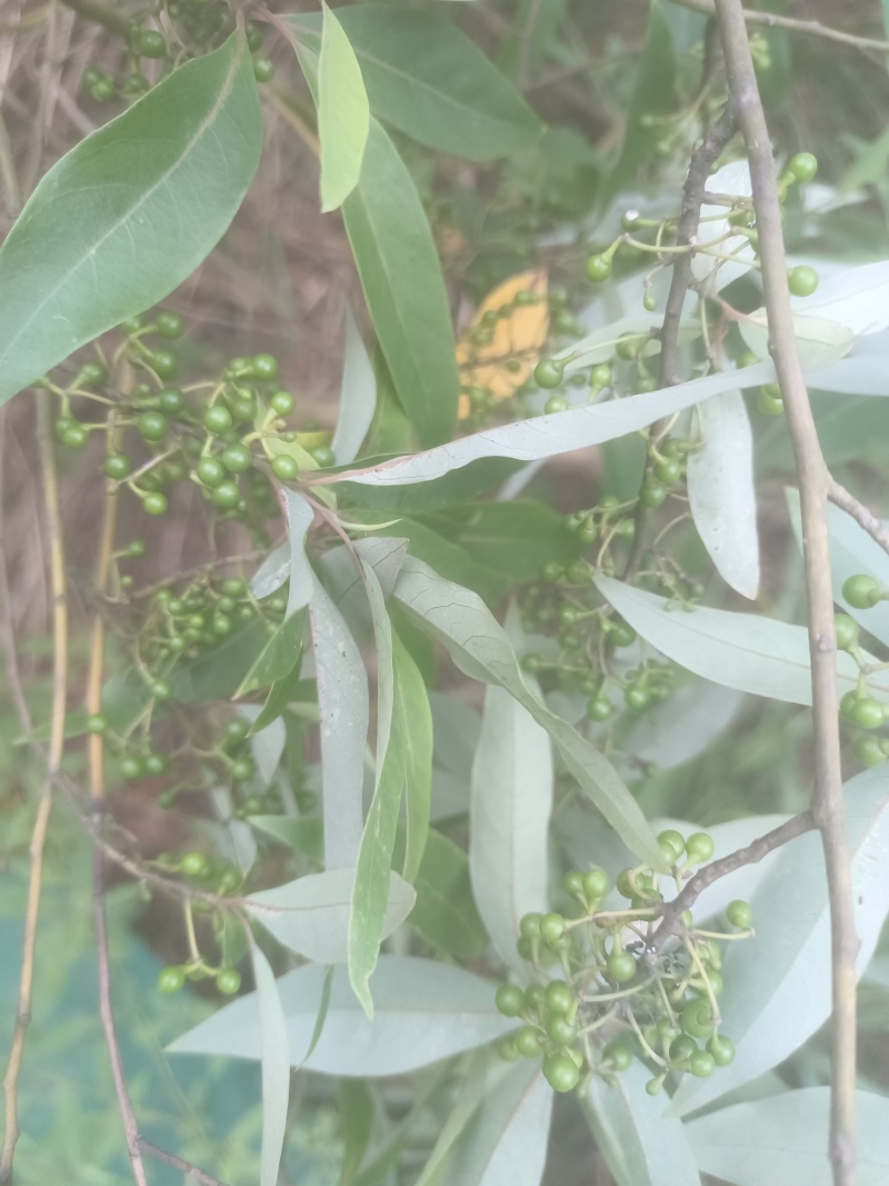 广西木姜子山胡椒云南山苍籽贵州木姜子酱香料现摘现发新鲜木