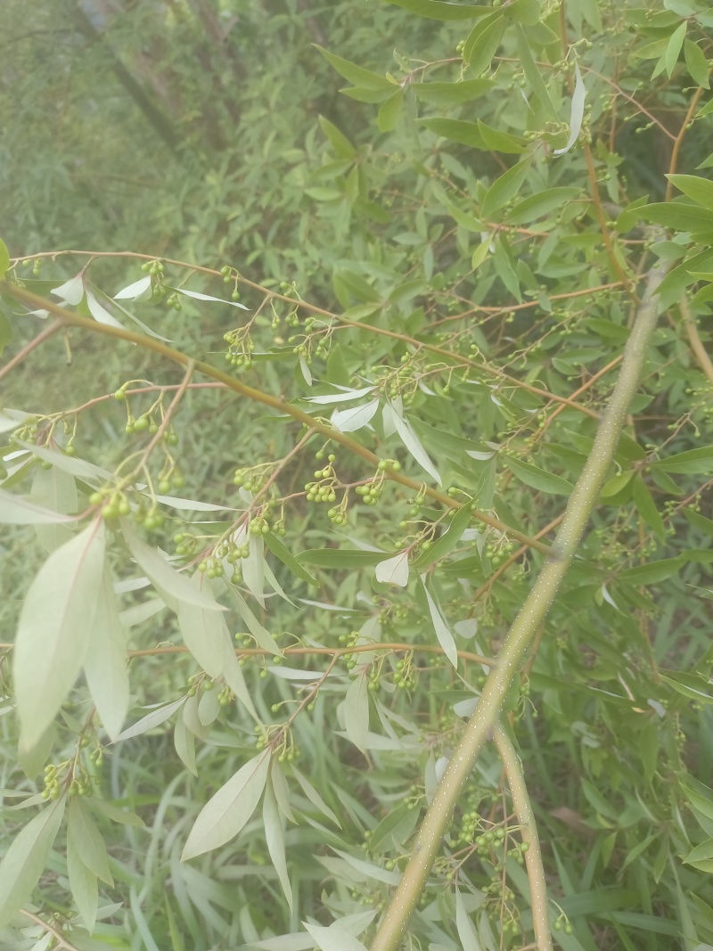 广西木姜子山胡椒云南山苍籽贵州木姜子酱香料现摘现发新鲜木
