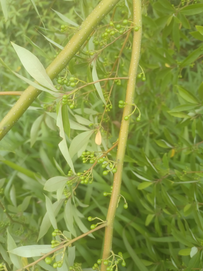 广西木姜子山胡椒云南山苍籽贵州木姜子酱香料现摘现发新鲜木