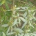 广西木姜子山胡椒云南山苍籽贵州木姜子酱香料现摘现发新鲜木