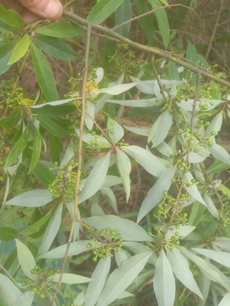 广西木姜子山胡椒云南山苍籽贵州木姜子酱香料现摘现发新鲜木