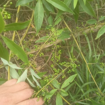 广西木姜子山胡椒云南山苍籽贵州木姜子酱香料现摘现发新鲜木