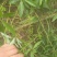 广西木姜子山胡椒云南山苍籽贵州木姜子酱香料现摘现发新鲜木