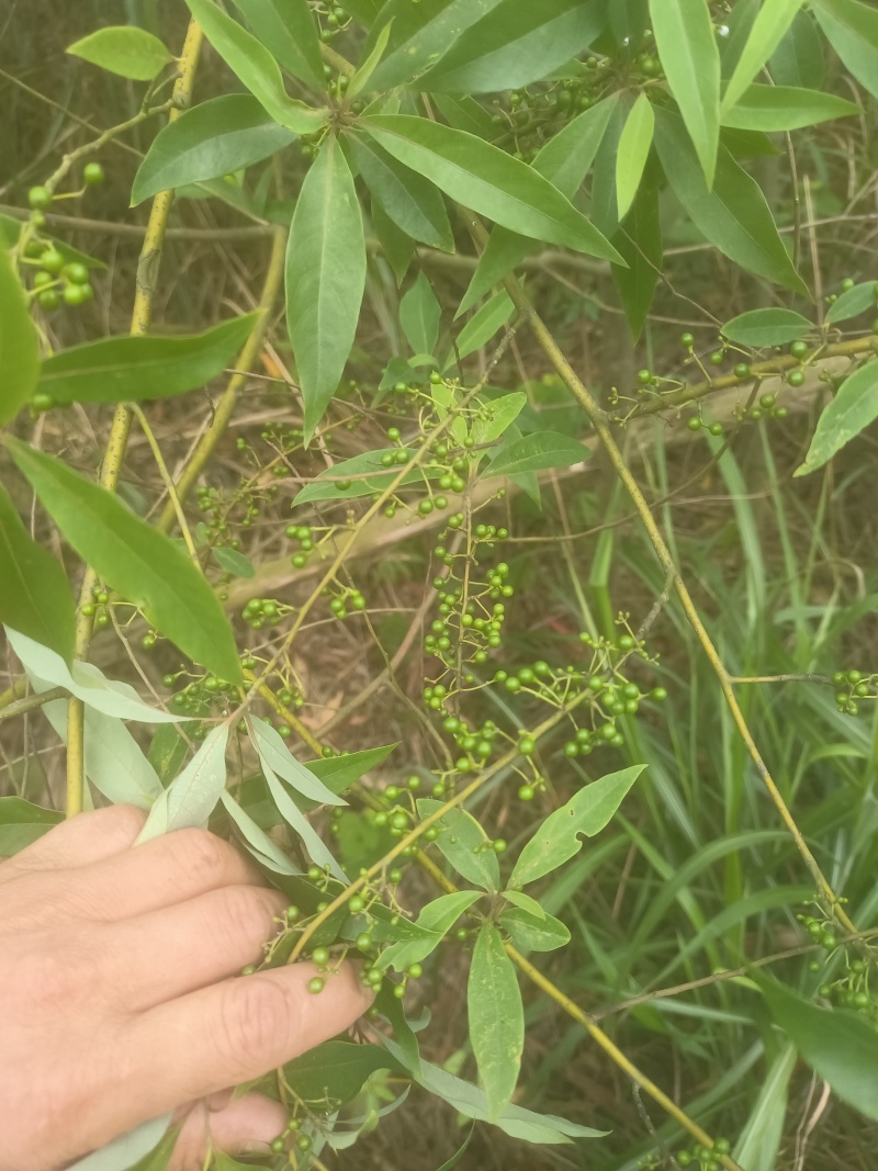 广西木姜子山胡椒云南山苍籽贵州木姜子酱香料现摘现发新鲜木