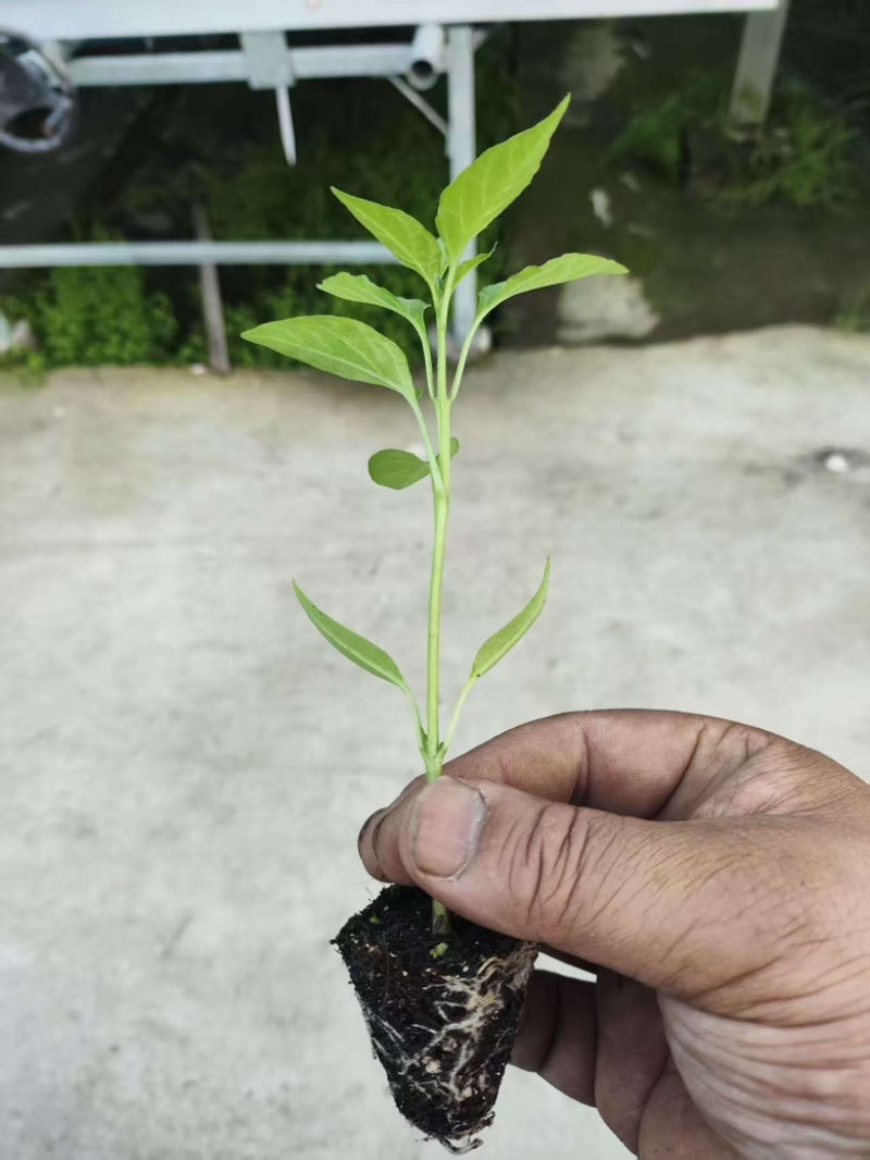 辣椒苗，各种辣椒苗，羊角椒苗，甜椒苗，螺丝椒苗