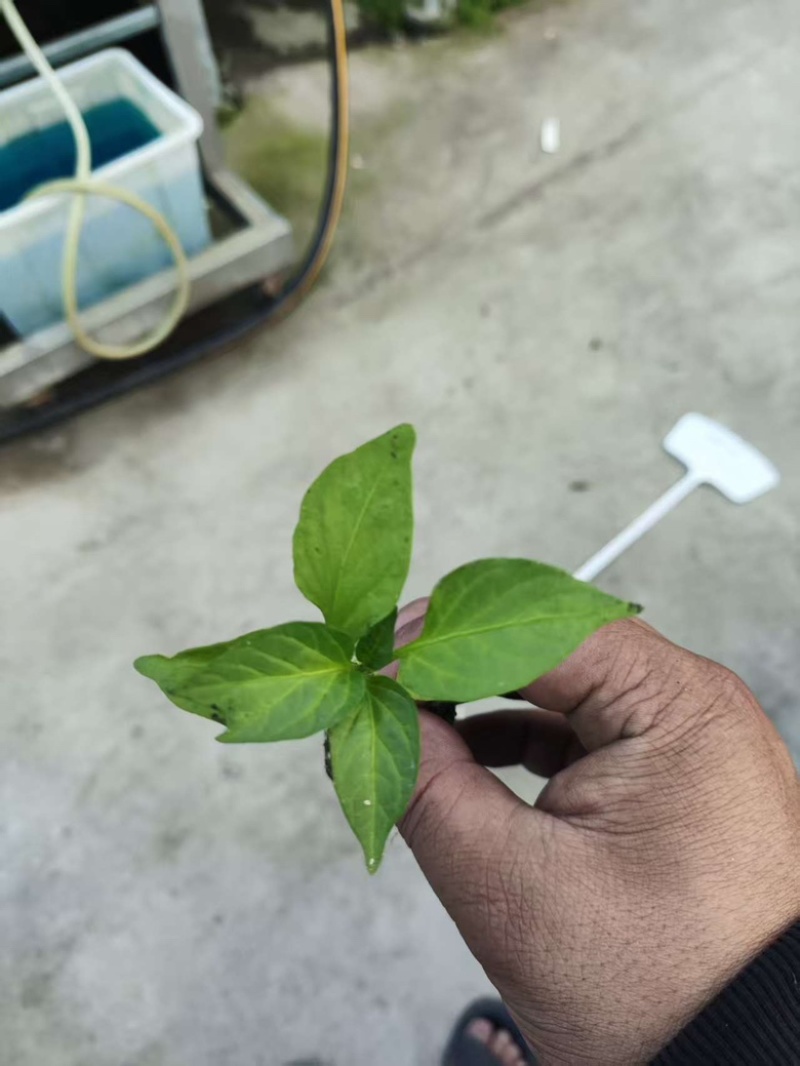 辣椒苗，各种辣椒苗，羊角椒苗，甜椒苗，螺丝椒苗