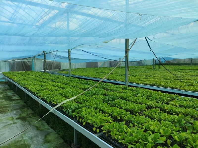 辣椒苗，各种辣椒苗，羊角椒苗，甜椒苗，螺丝椒苗