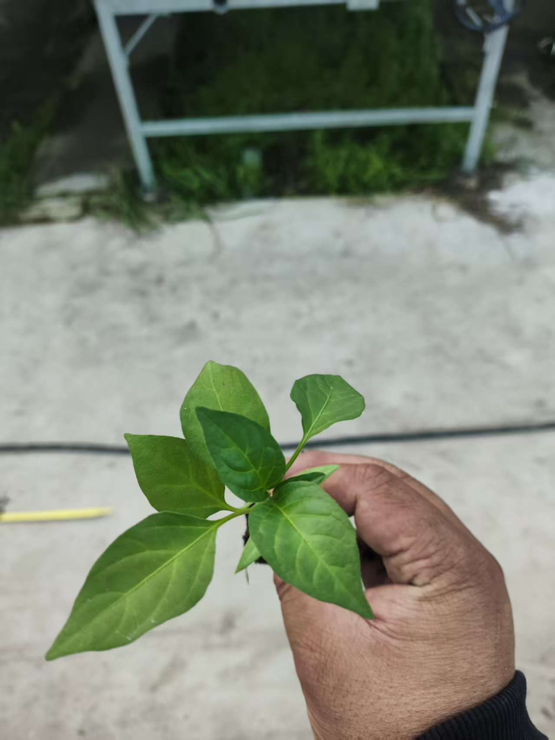 辣椒苗，各种辣椒苗，羊角椒苗，甜椒苗，螺丝椒苗