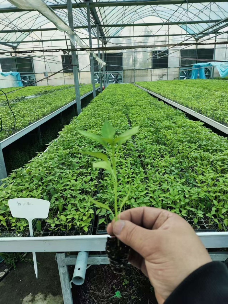 辣椒苗，各种辣椒苗，羊角椒苗，甜椒苗，螺丝椒苗