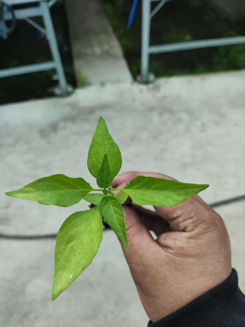 辣椒苗，各种辣椒苗，羊角椒苗，甜椒苗，螺丝椒苗