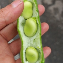 汉中蚕豆颜色好条直饱满产地一手货源全国代发